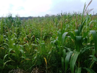 50x100 plot at St. Michaels sec sch. Nyangubo Migori town